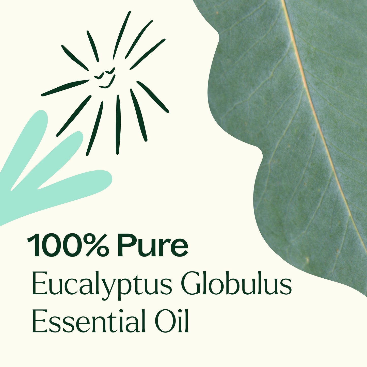 Plant Therapy - Eucalyptus Globulus Essential Oil 100 mL