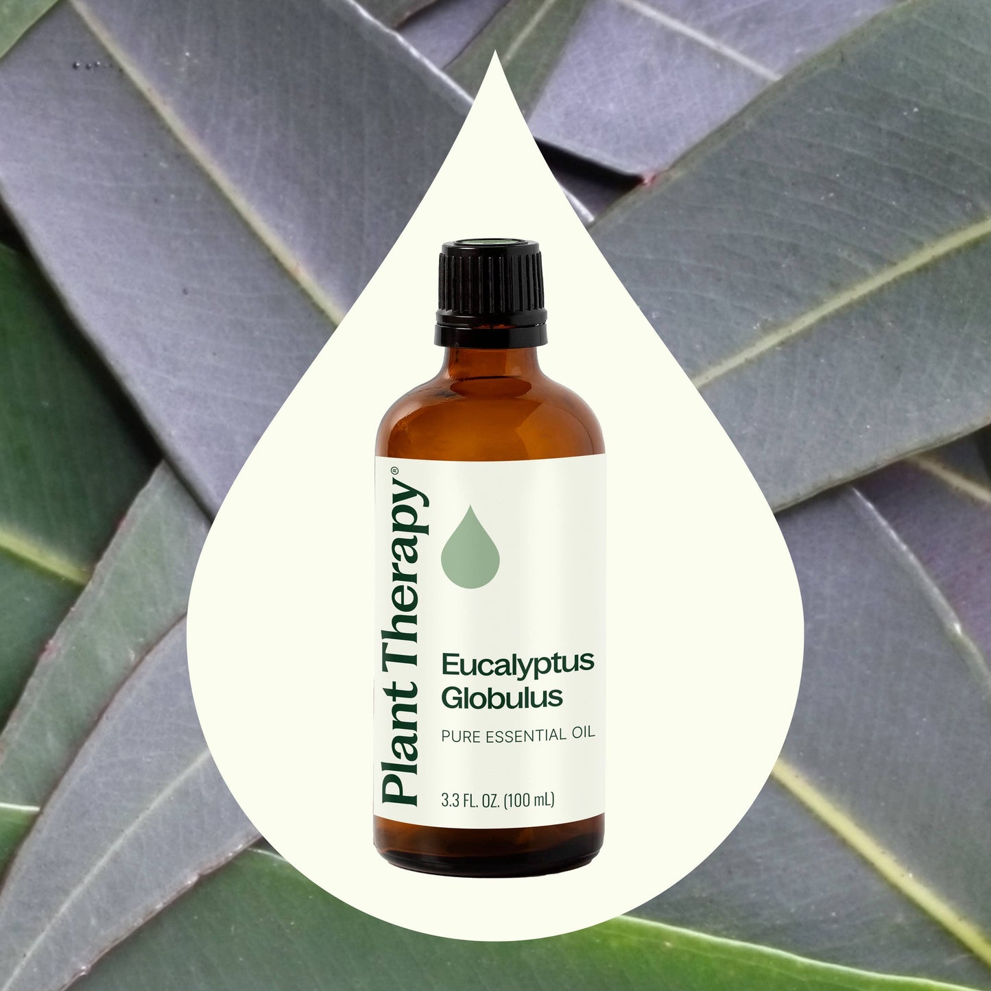 Plant Therapy - Eucalyptus Globulus Essential Oil 100 mL