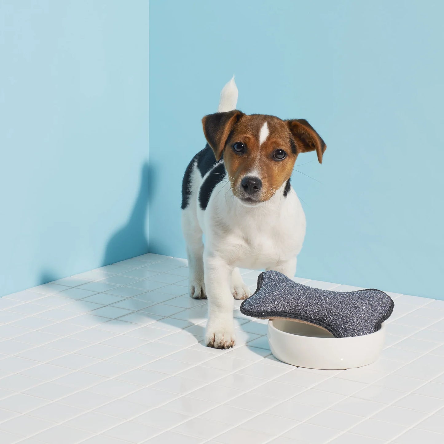 Pet
 
Bowl
 
Scrubber