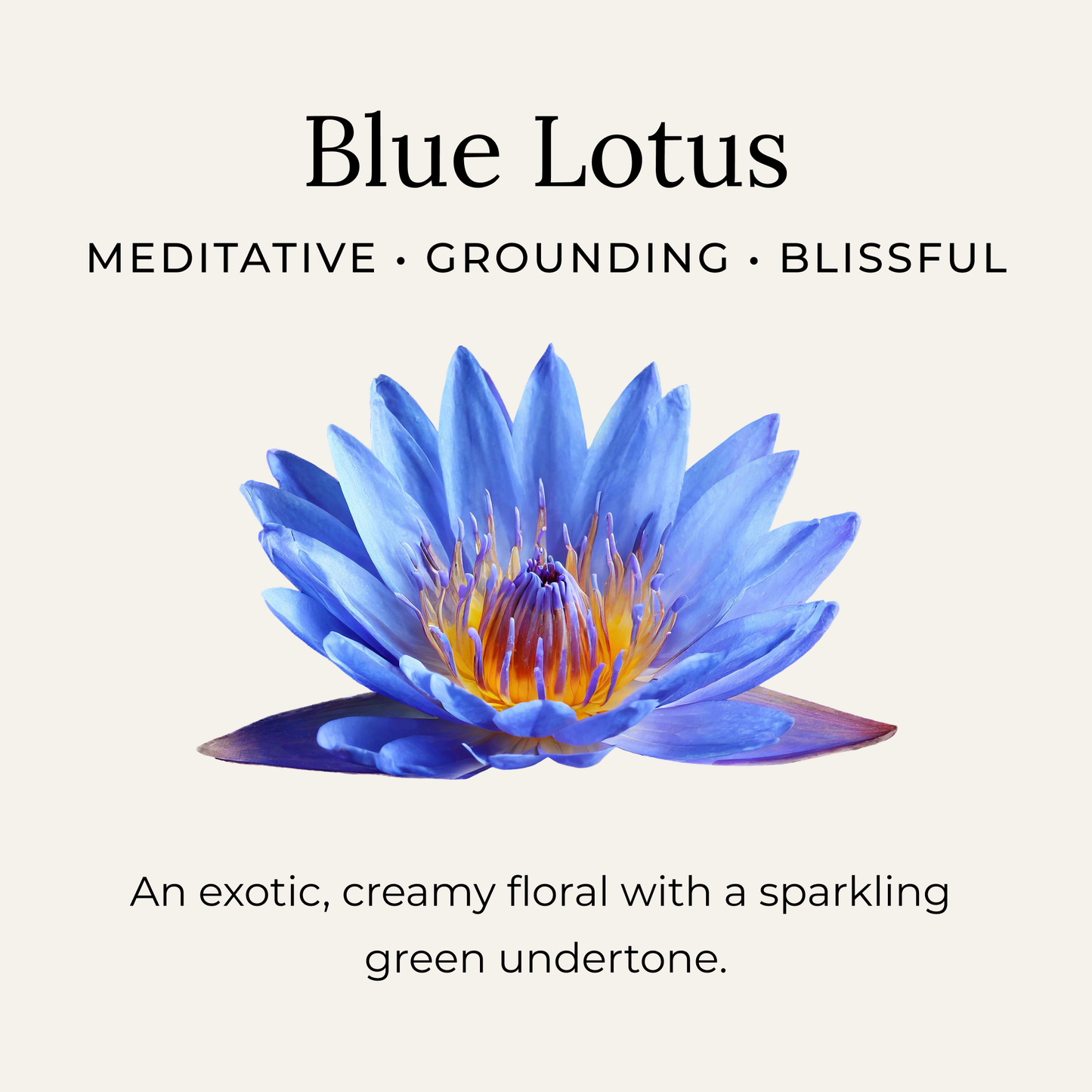 Little Seed Farm - Blue Lotus Deodorant Cream
