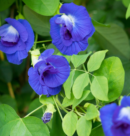 Butterfly Pea Flowers Organic